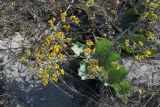 Helichrysum arenarium