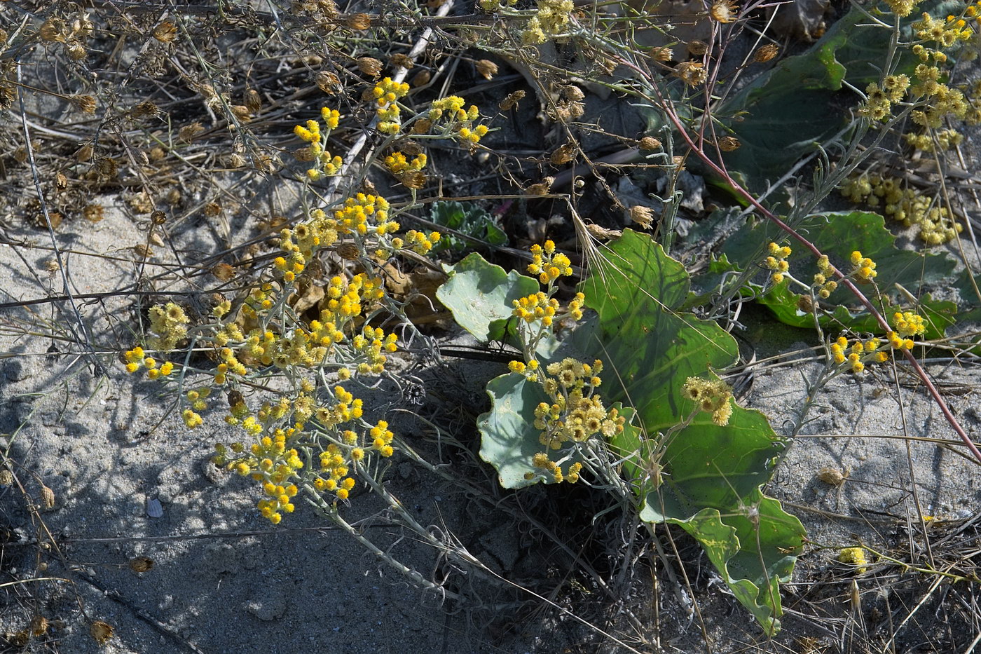 Изображение особи Helichrysum arenarium.