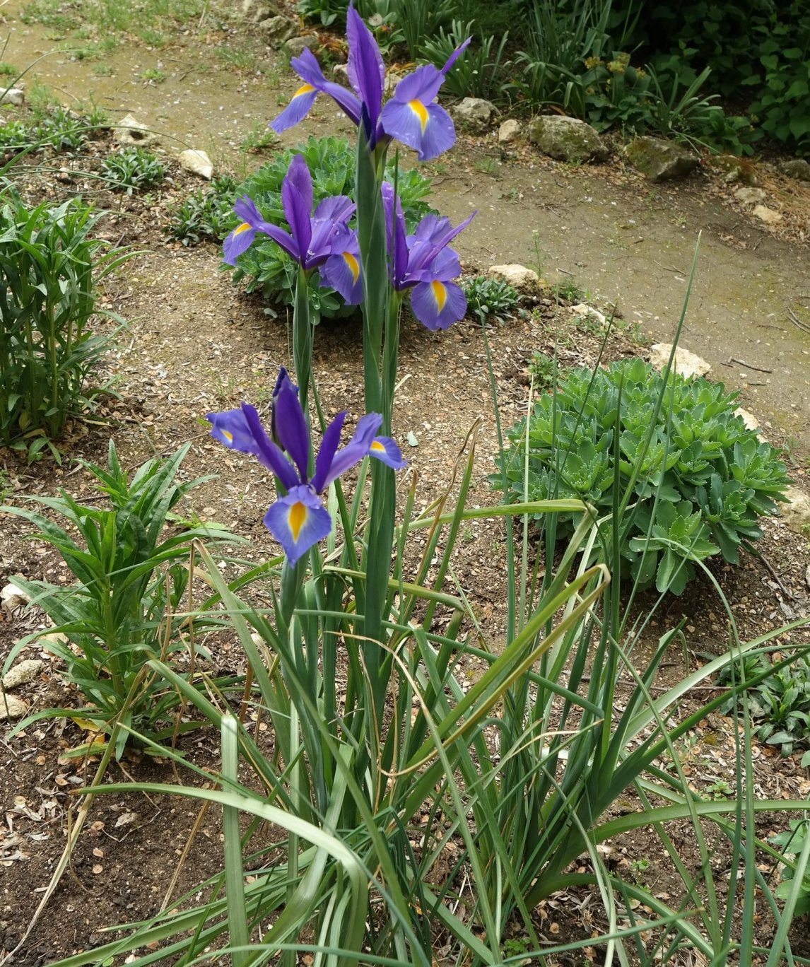 Image of Iris xiphium specimen.