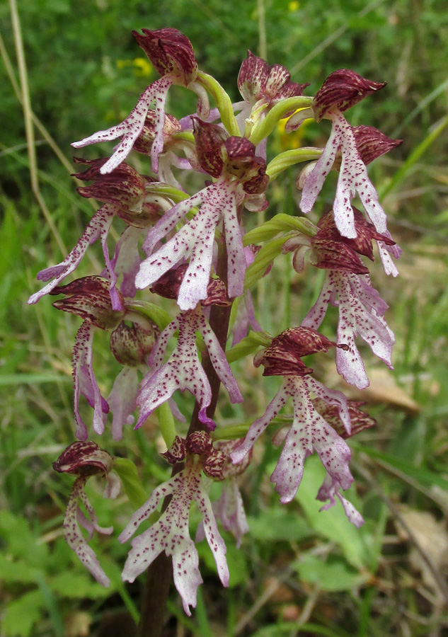 Изображение особи Orchis &times; angusticruris.