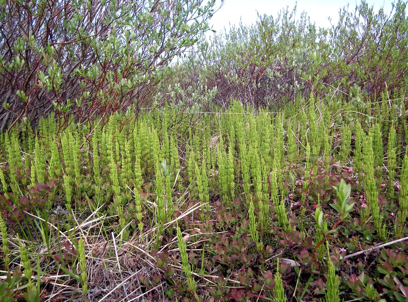 Image of Equisetum arvense specimen.
