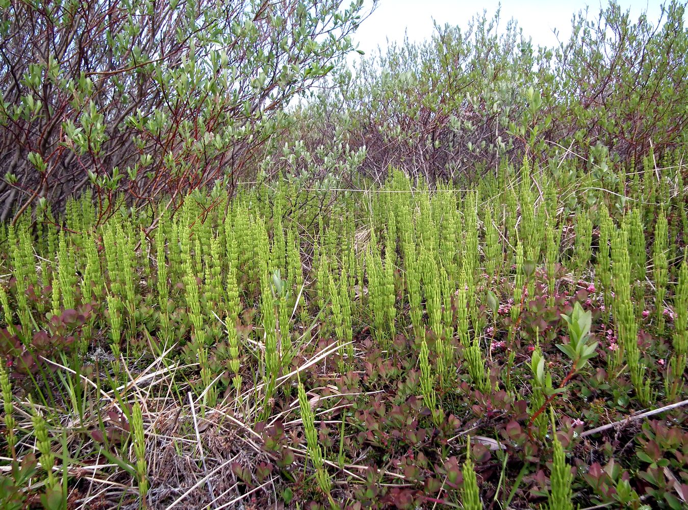 Изображение особи Equisetum arvense.