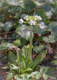 Primula denticulata. Расцветающее растение (белоцветковая форма). Санкт-Петербург, Старый Петергоф, парк \"Сергиевка\", цветник с элементами рокария и альпийской горки. 03.05.2015.