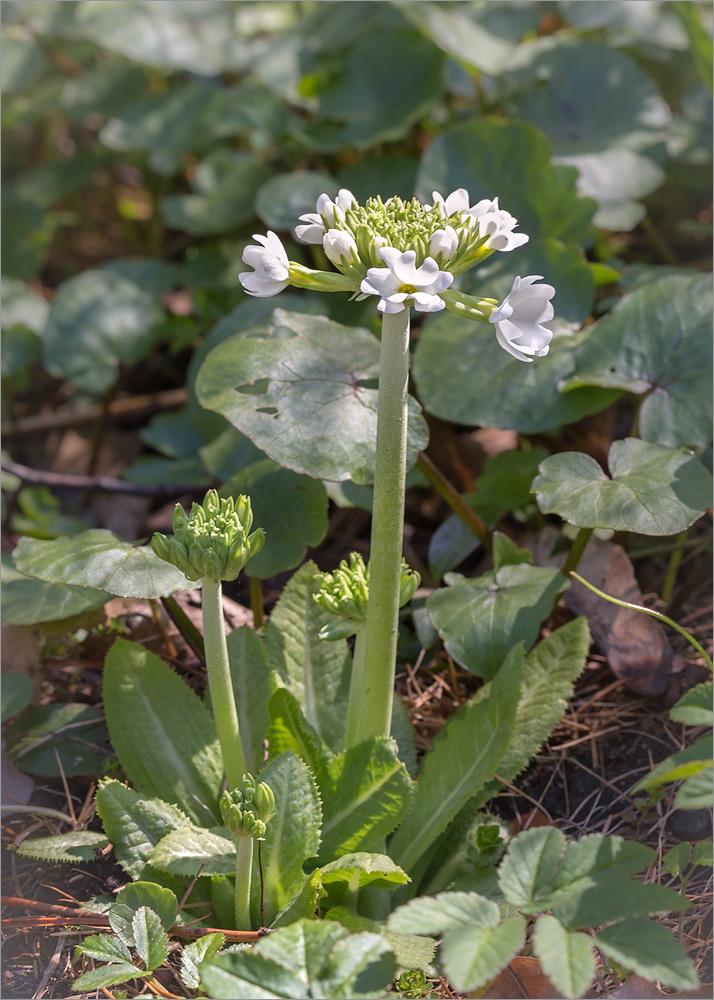 Изображение особи Primula denticulata.