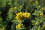 Medicago romanica