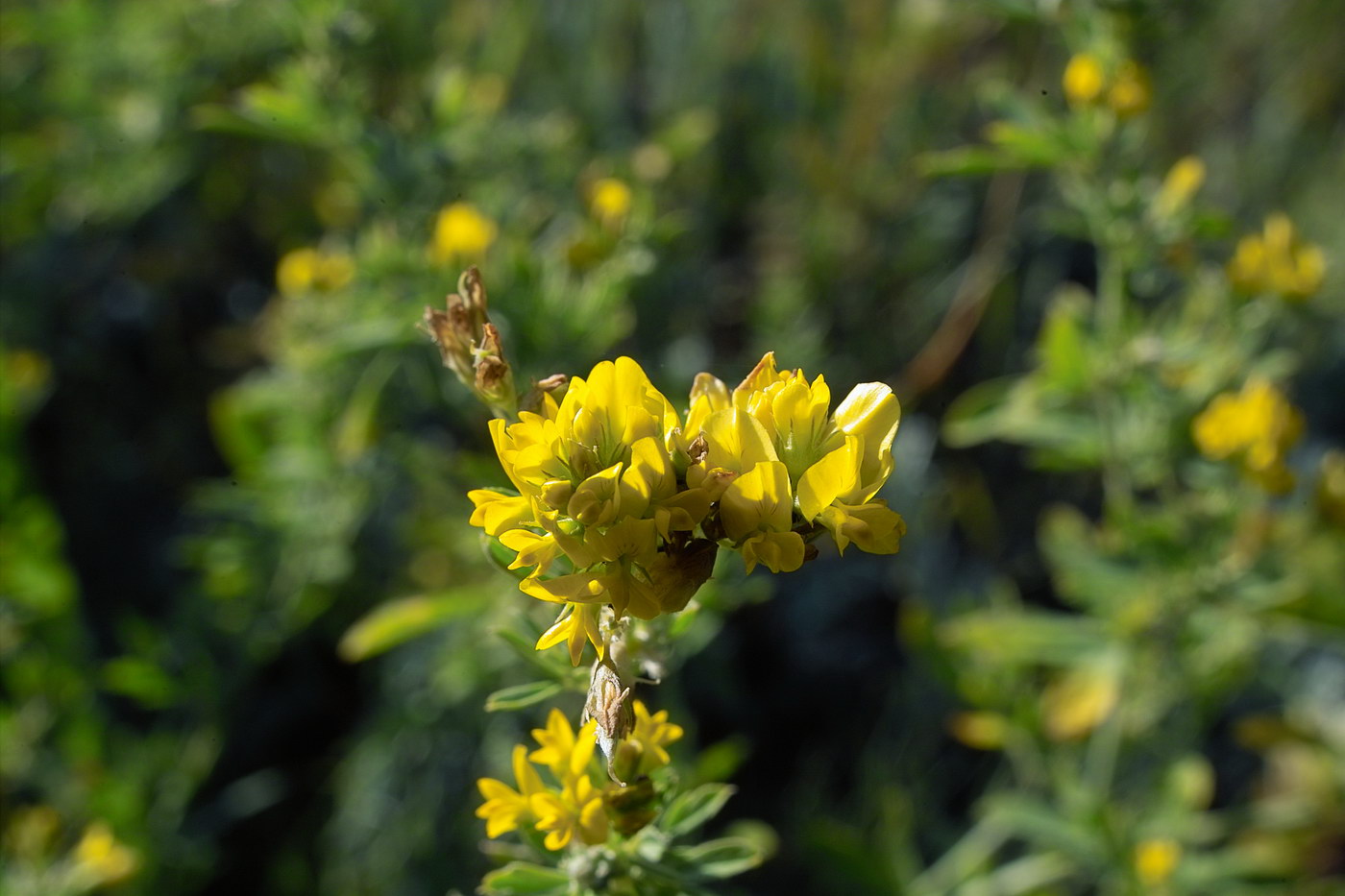 Изображение особи Medicago romanica.