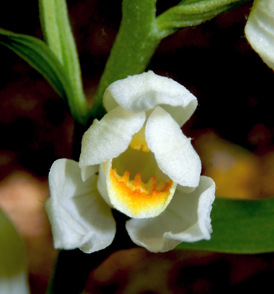 Изображение особи Cephalanthera damasonium.