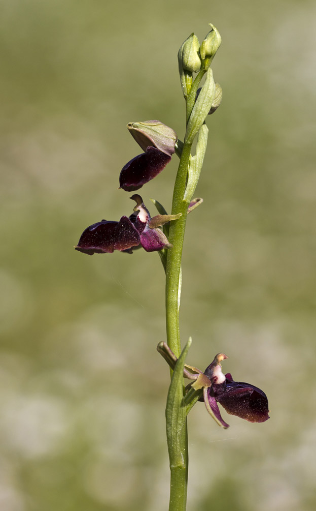 Изображение особи Ophrys mammosa.