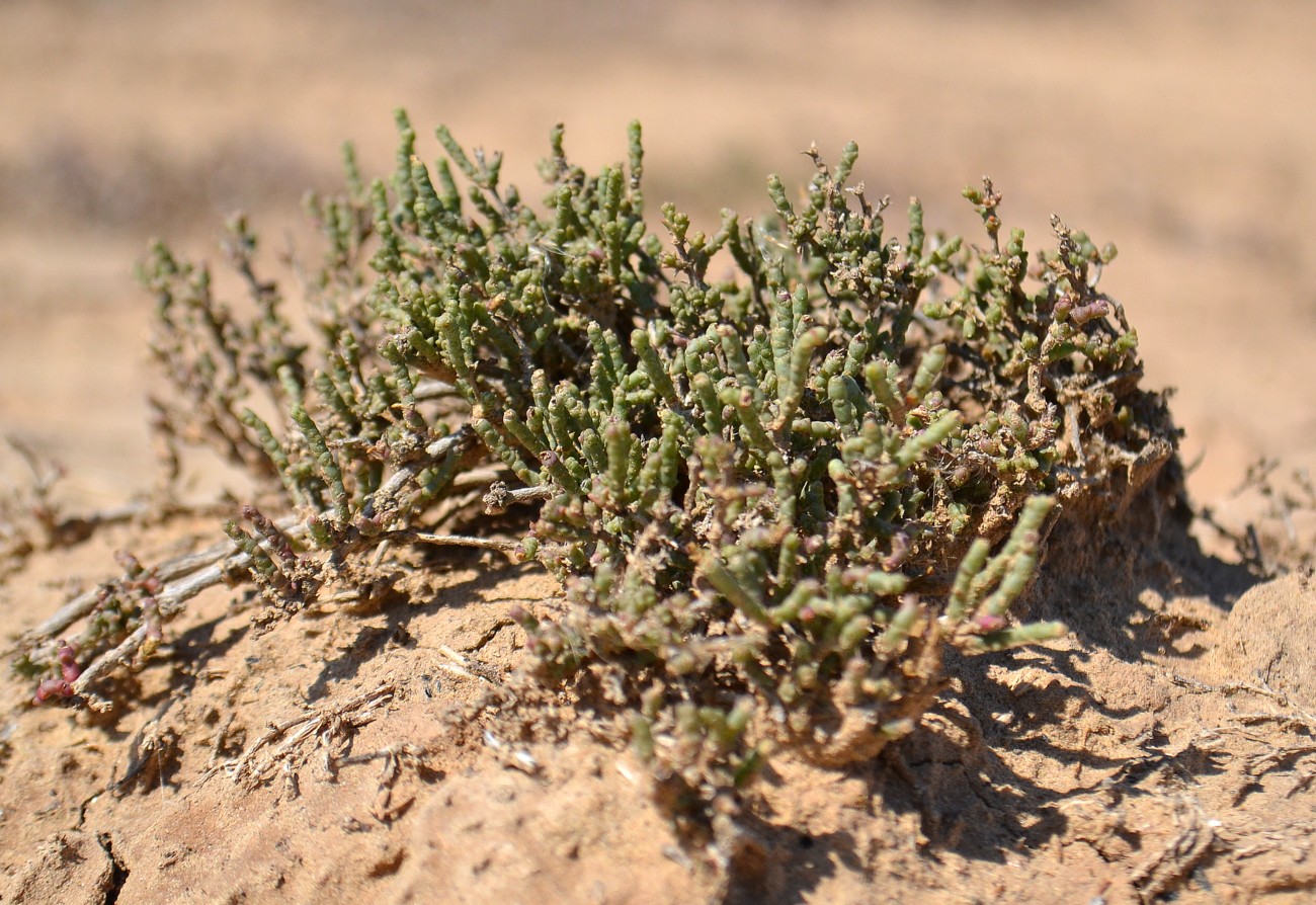Image of Anabasis salsa specimen.
