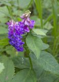 Vicia unijuga