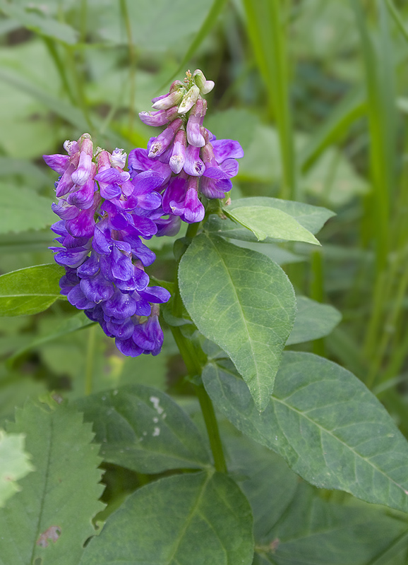 Изображение особи Vicia unijuga.