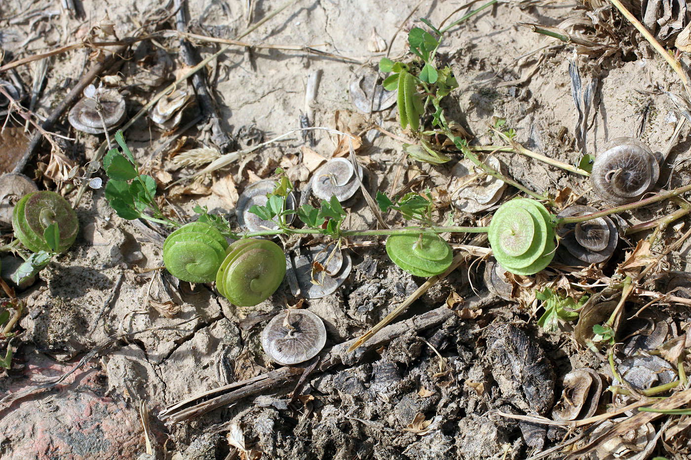 Image of Medicago orbicularis specimen.