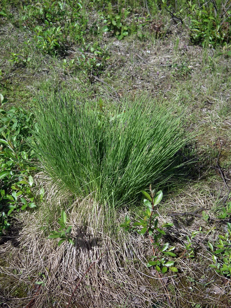 Изображение особи Carex cespitosa.