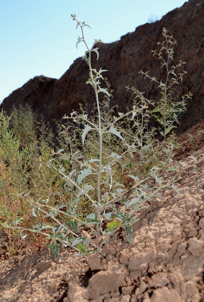 Изображение особи Atriplex aucheri.