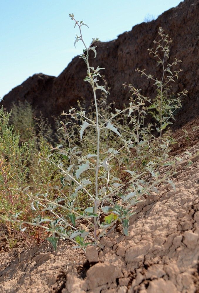 Image of Atriplex aucheri specimen.