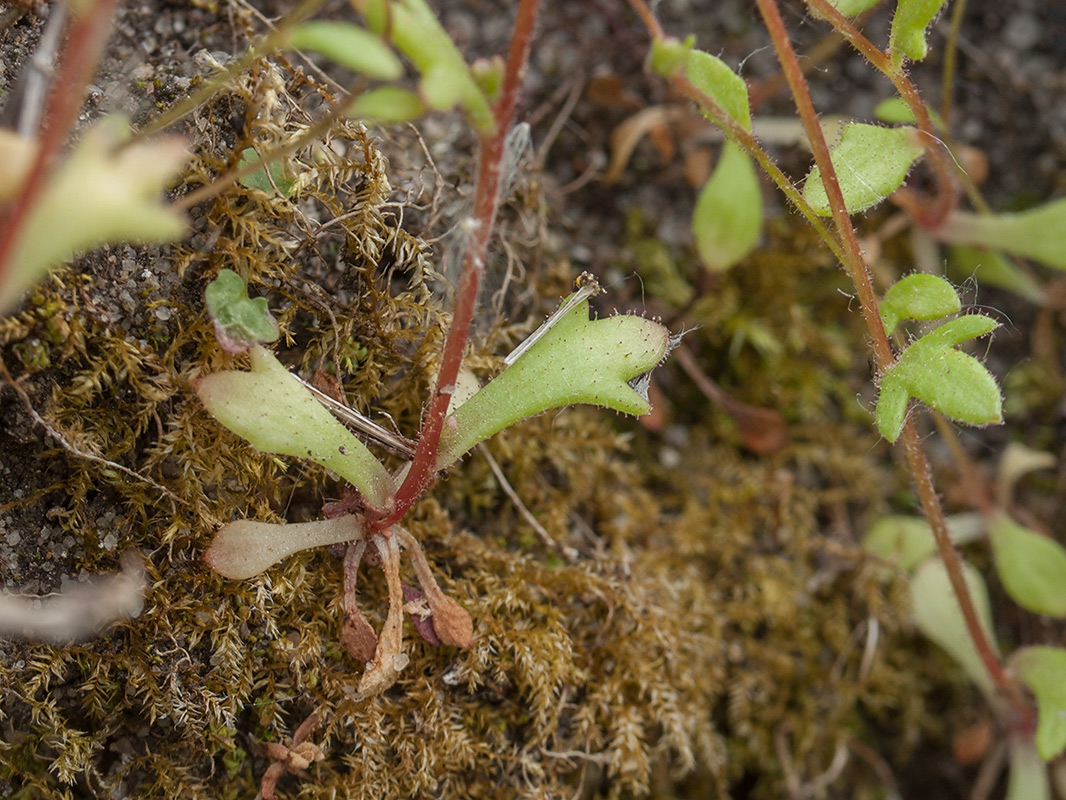 Изображение особи Saxifraga tridactylites.