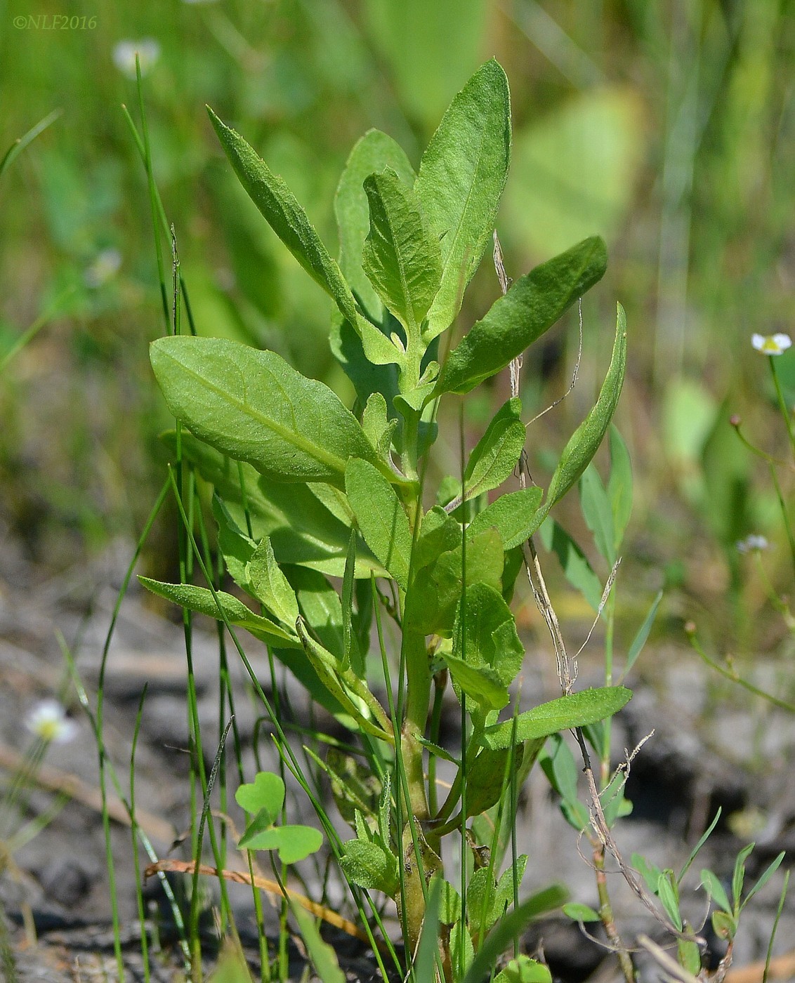 Изображение особи Sphaeranthus strobilifer.