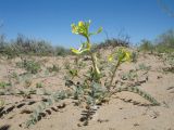 Astragalus flexus