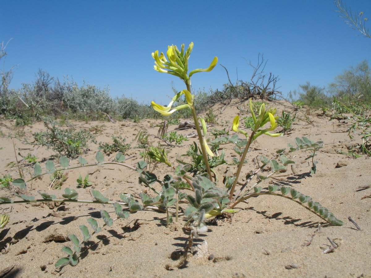 Изображение особи Astragalus flexus.