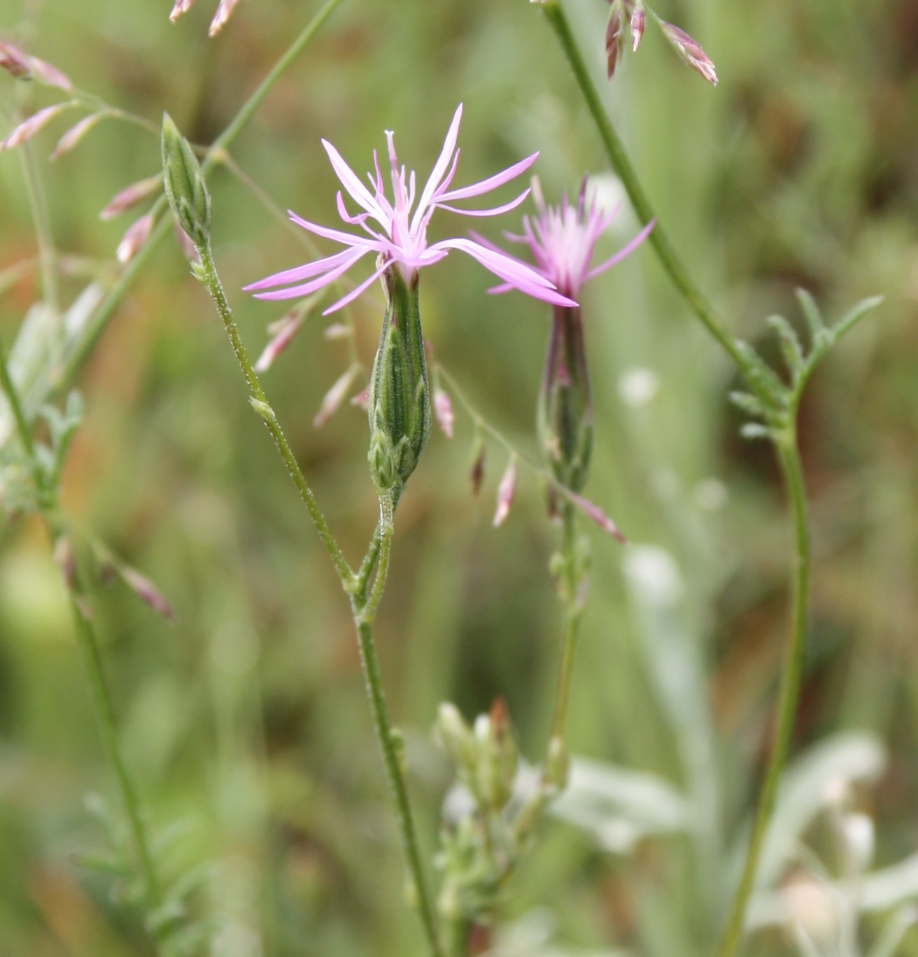 Изображение особи Crupina vulgaris.