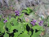 Phlomoides oreophila