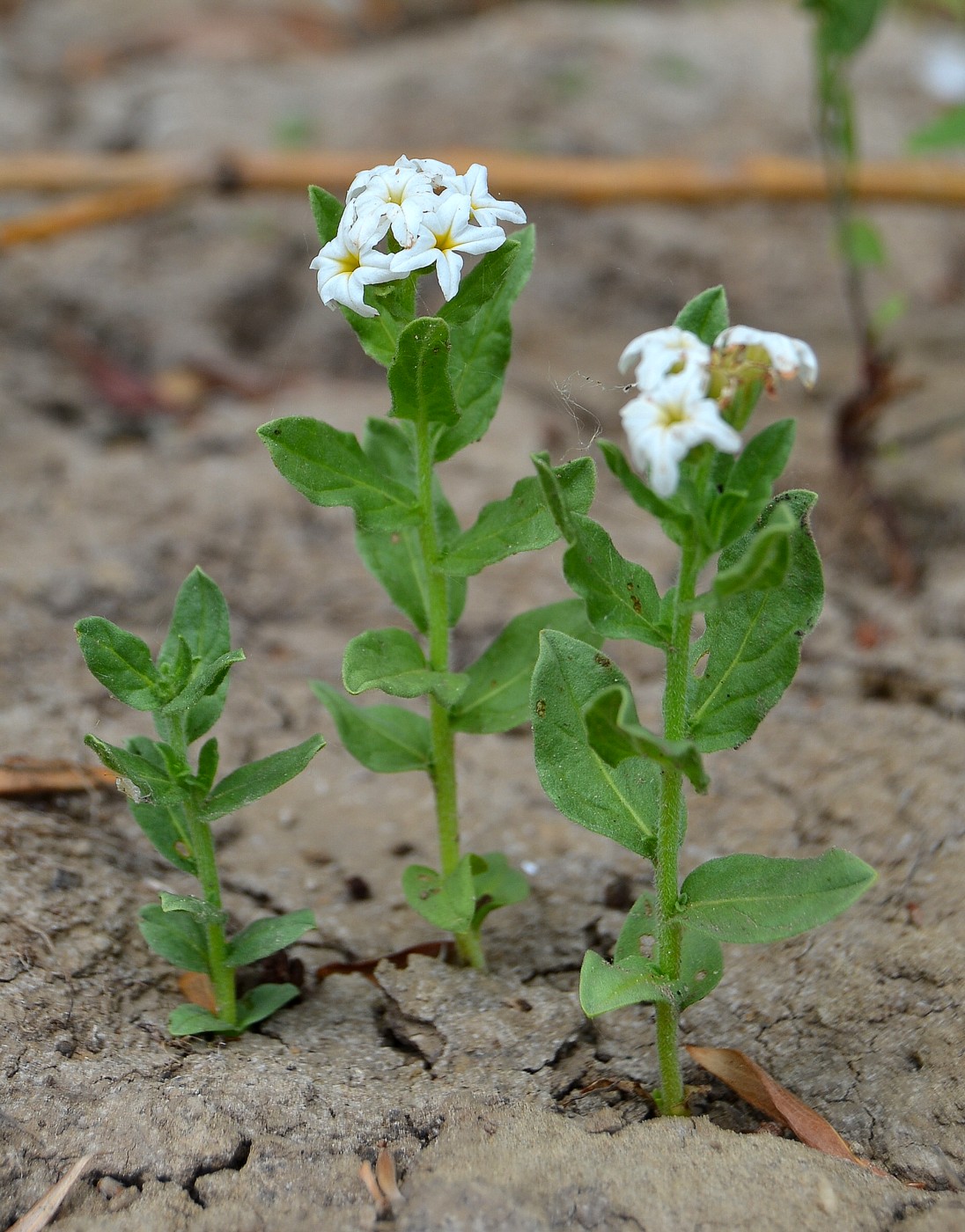 Image of Argusia sibirica specimen.