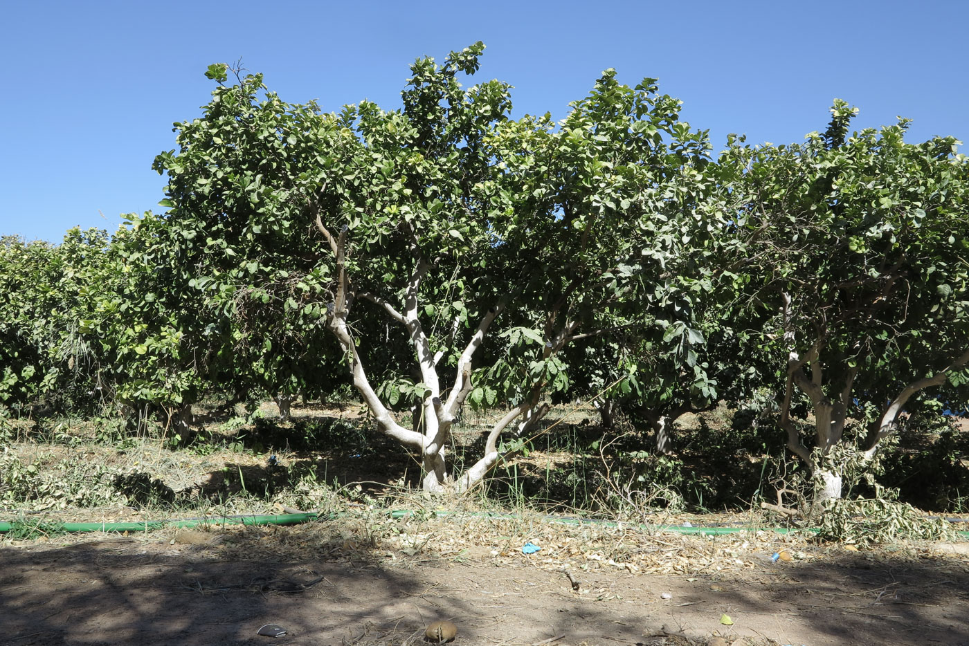 Image of Citrus maxima specimen.