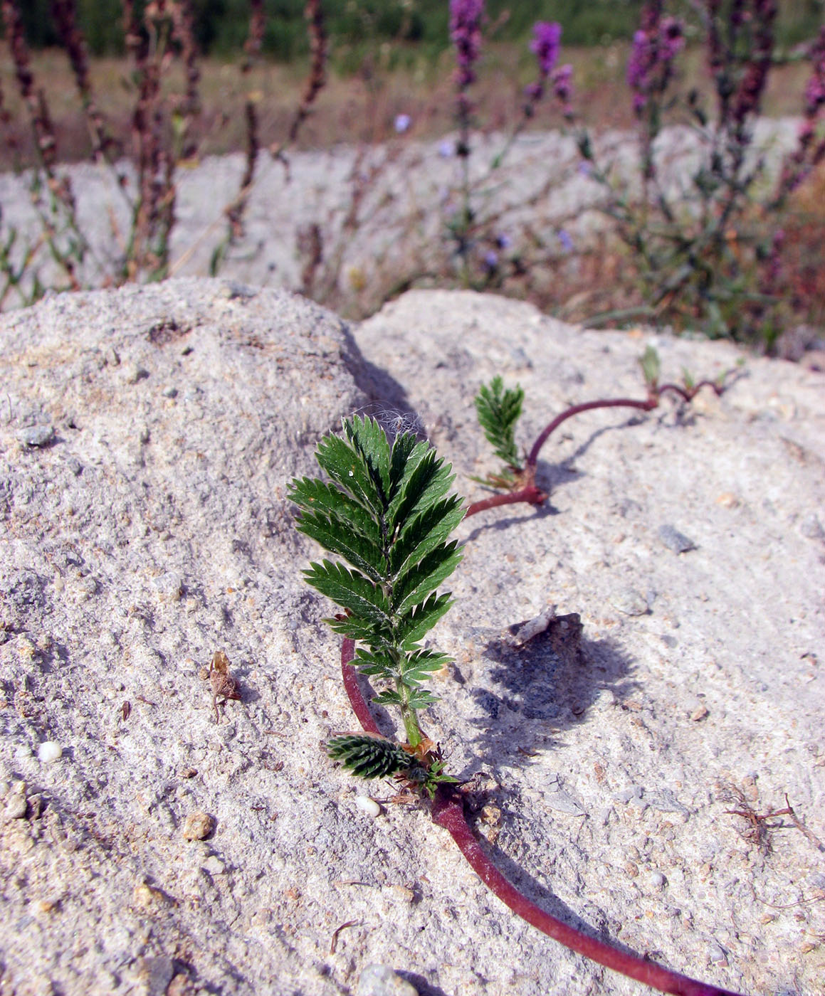 Image of Potentilla anserina specimen.