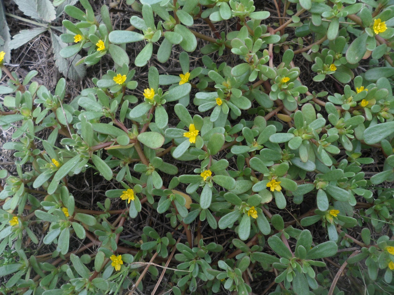 Image of Portulaca oleracea specimen.