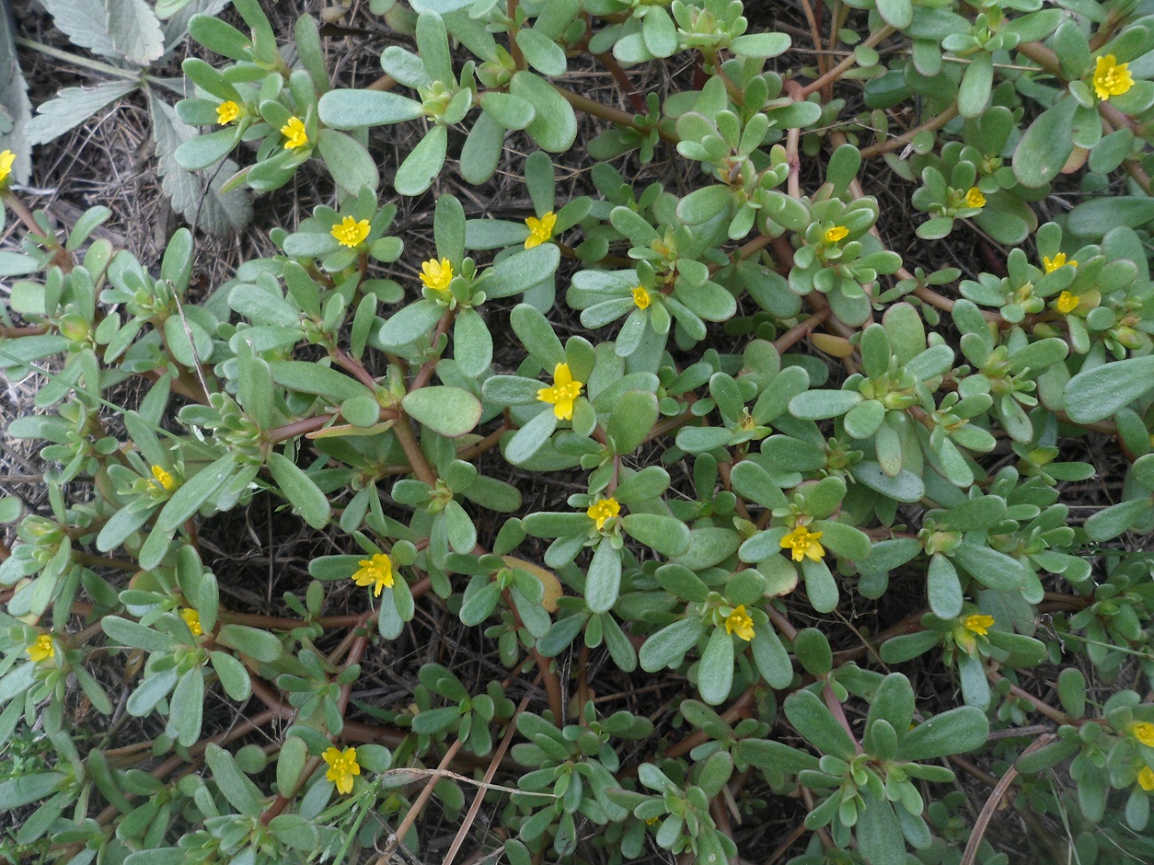 Изображение особи Portulaca oleracea.