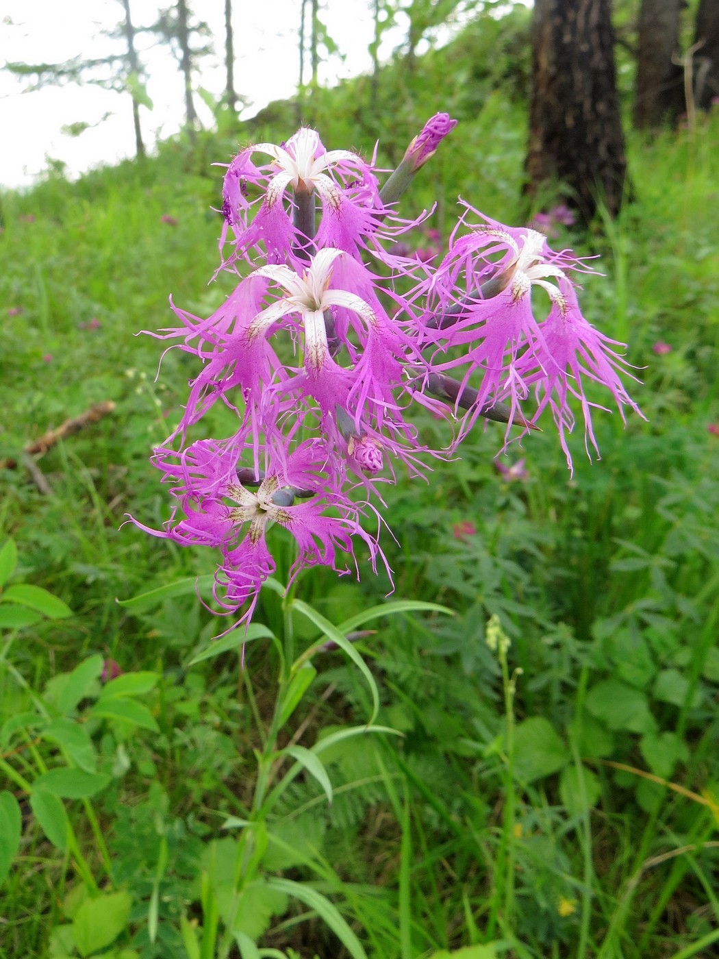 Изображение особи Dianthus superbus.