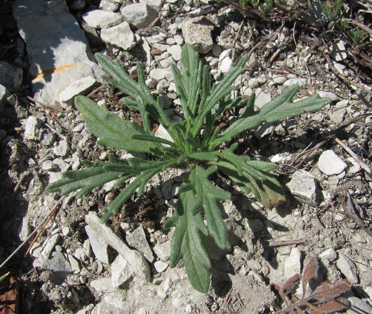 Image of class Magnoliopsida specimen.