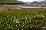 Eriophorum angustifolium. Аспект плодоносящих растений. Исландия, национальный парк Ландманналаугар, заболоченный берег ручья. 02.08.2016.