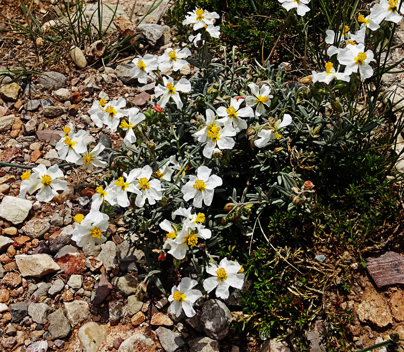 Image of Helianthemum apenninum specimen.