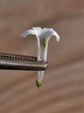 Syringa pubescens ssp. patula