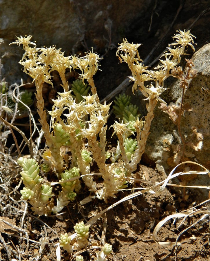 Image of Sedum acre specimen.