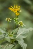 Silphium perfoliatum. Верхушка растения с раскрывшимися и отцветшими соцветиями. Ростов-на-Дону, ботанический сад. 23.10.2016.