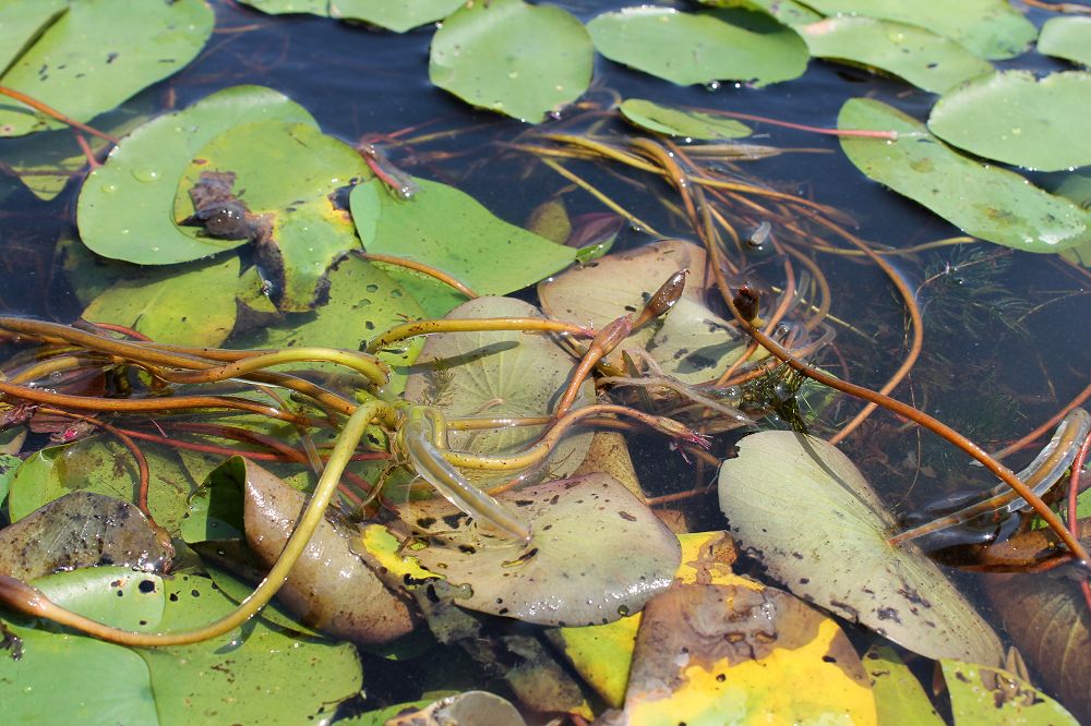 Image of Brasenia schreberi specimen.