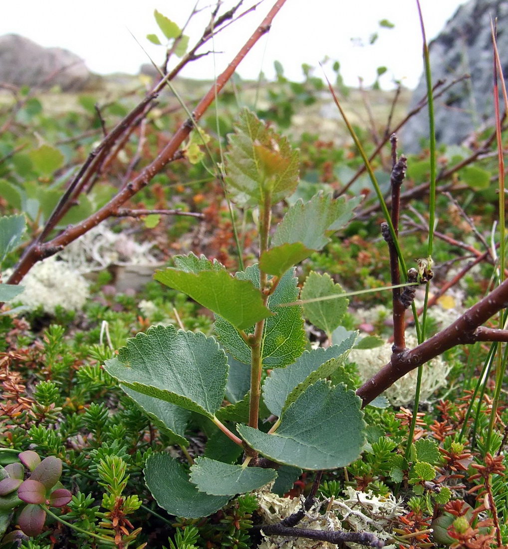 Изображение особи Betula &times; alpestris.