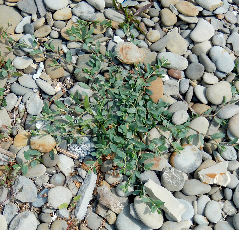 Image of Polygonum euxinum specimen.