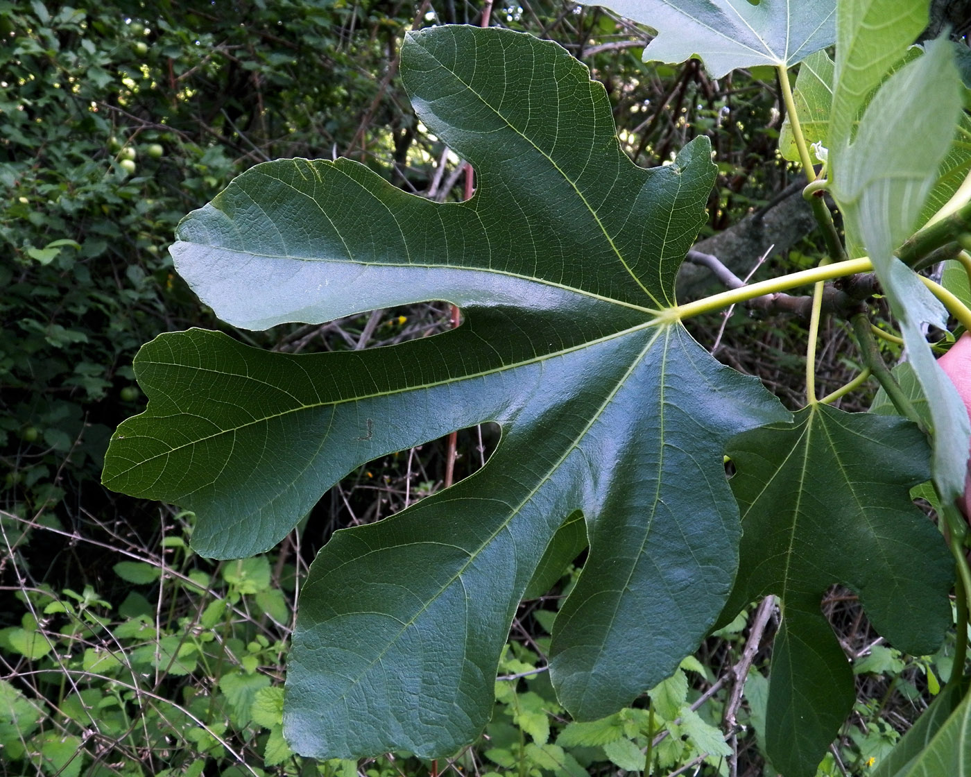 Изображение особи Ficus carica.