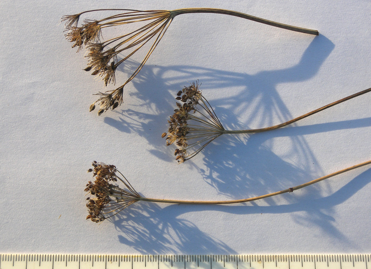 Image of Pimpinella major specimen.