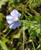 Linum perenne. Цветок (вид со стороны чашечки) и бутоны. Украина, Запорожский р-н, участок разнотравной степи между старой дорогой и прудом. 21.05.2016.