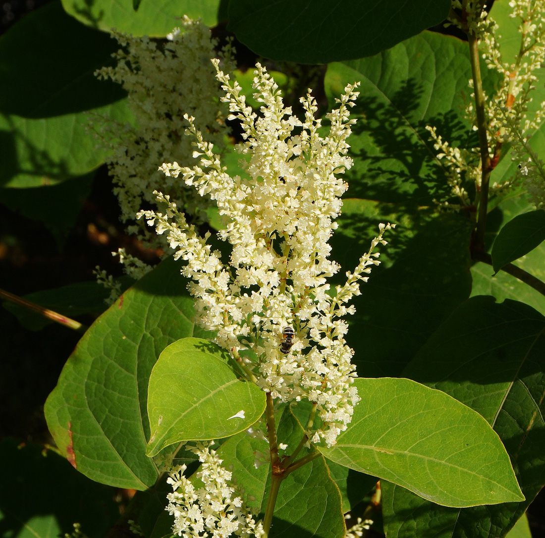 Изображение особи Reynoutria sachalinensis.