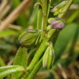 Polygala amarella. Часть побега с формирующимися плодами. ФРГ, земля Северный Рейн-Вестфалия, р-н Ойскирхен, окр. г. Бланкенхайм, разнотравный луг. 28 мая 2010 г.