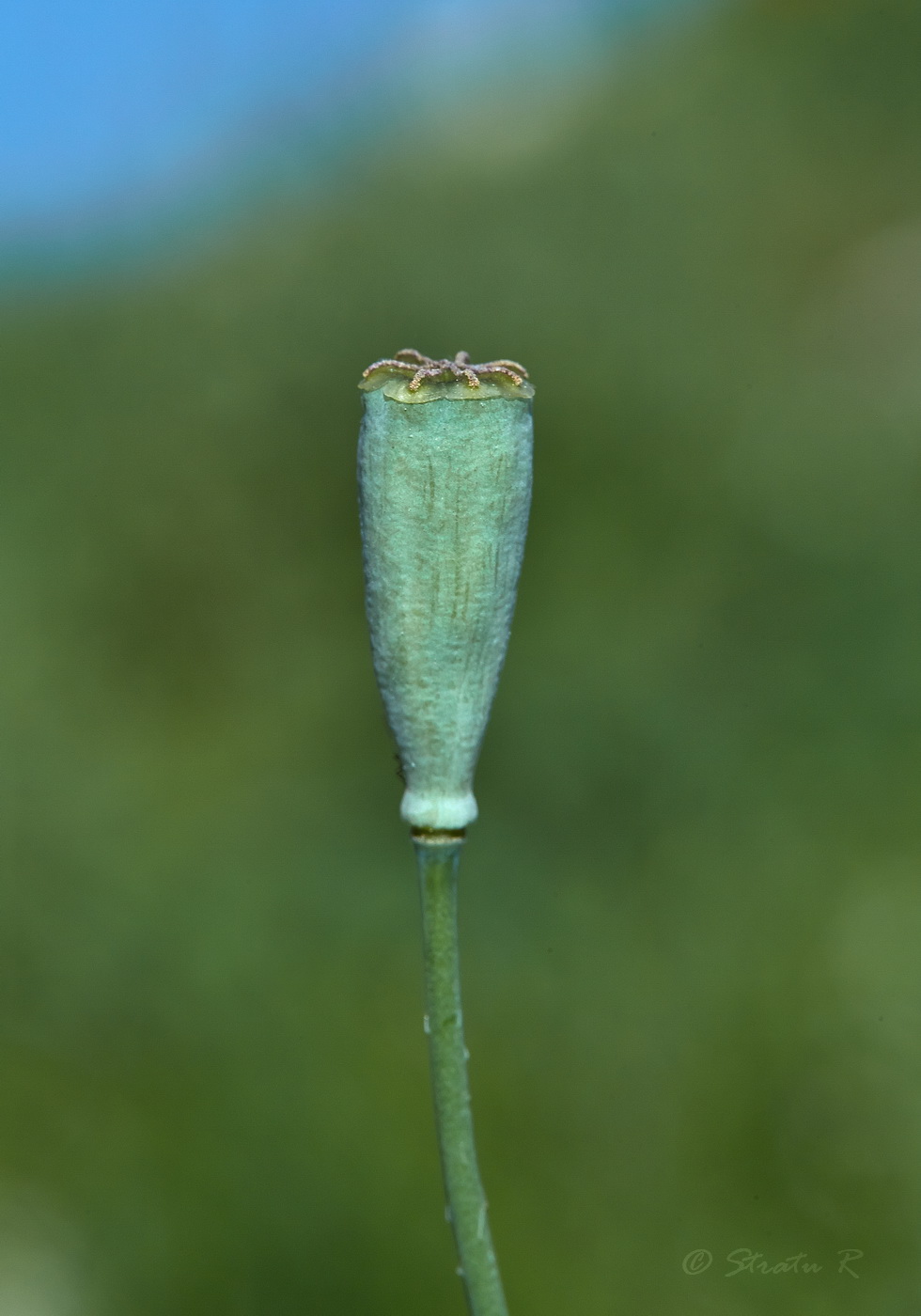 Image of Papaver laevigatum specimen.