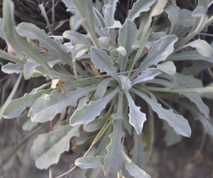 Image of Aurinia saxatilis specimen.
