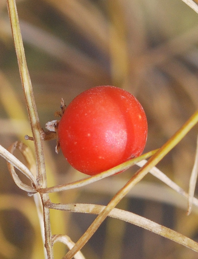 Image of genus Asparagus specimen.