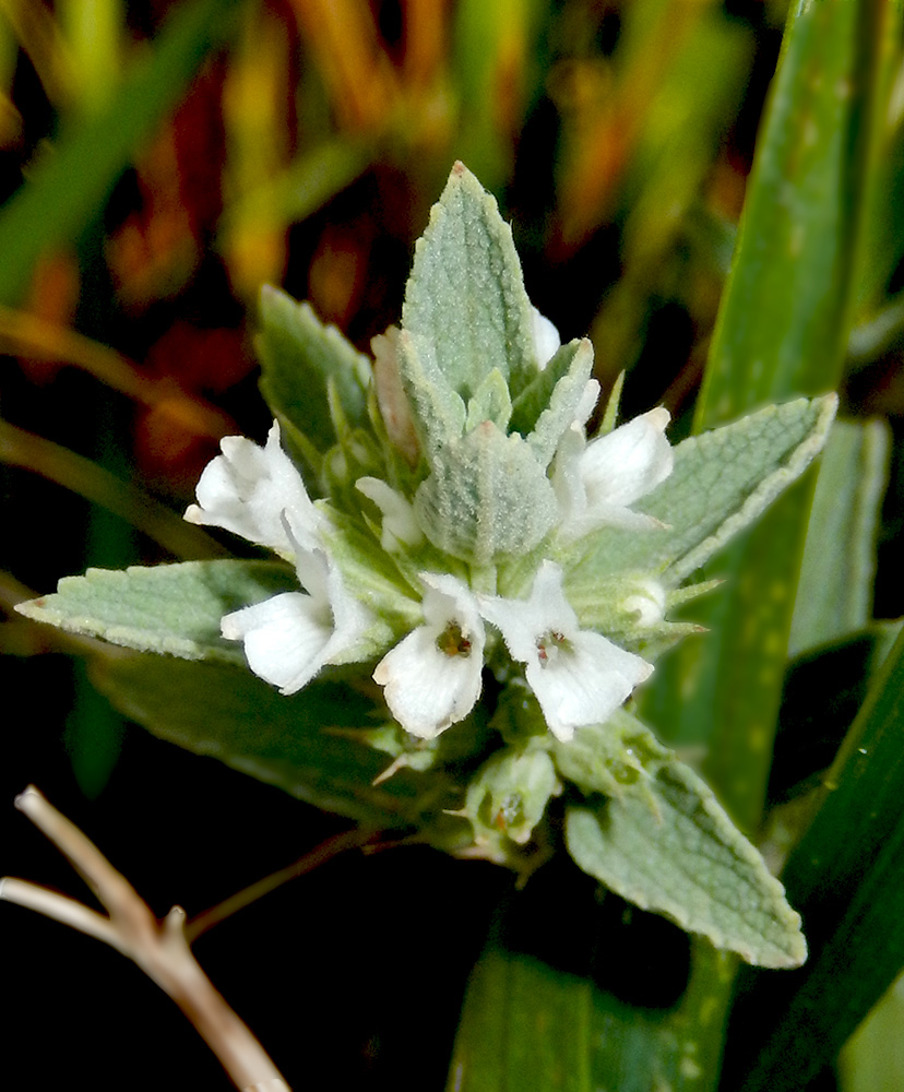 Image of Marrubium praecox specimen.