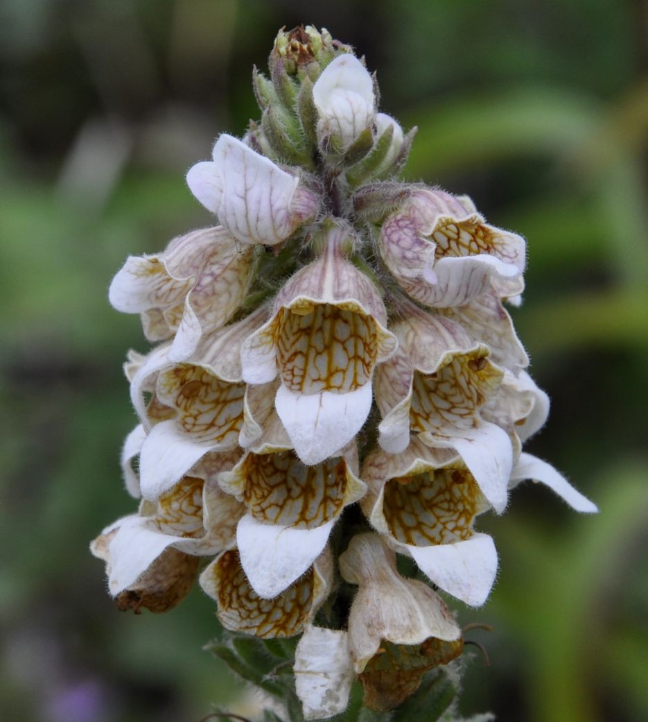 Изображение особи Digitalis lanata.